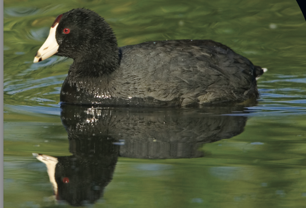 Kids Guide to Birds of New York