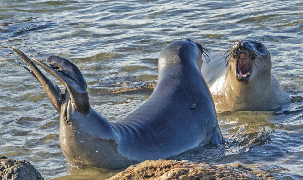 Critters of California