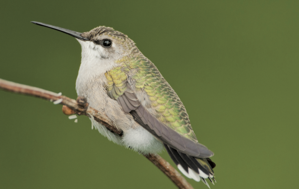 Birds of New York