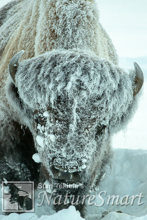 American Bison