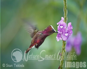 hummingbird11