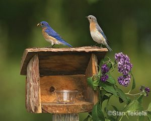 eastern-bluebird-pair-on-mealworm-feeder