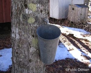maple-syrup-taping