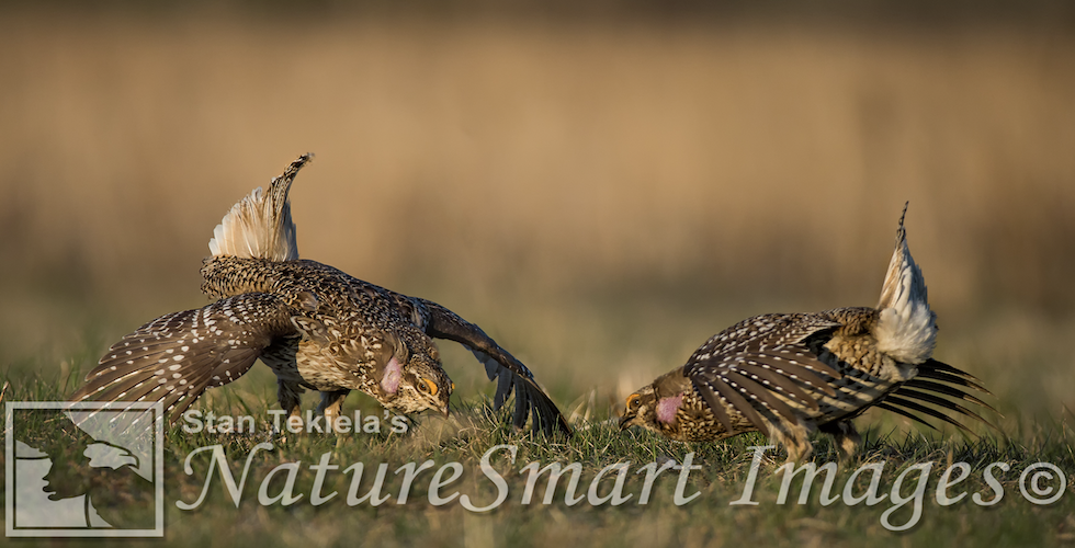 Sharp-tailed Grouse Banner