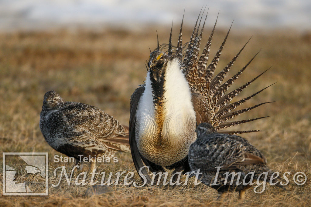 Greater Sage Grouse