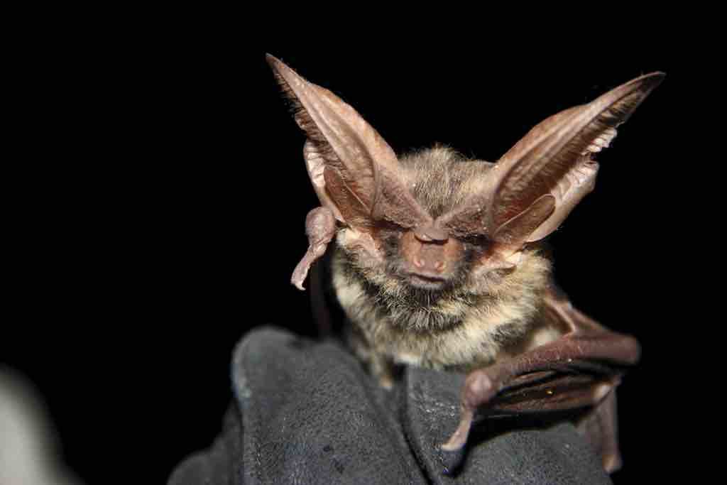 Bats Have an Incredible Story to Tell