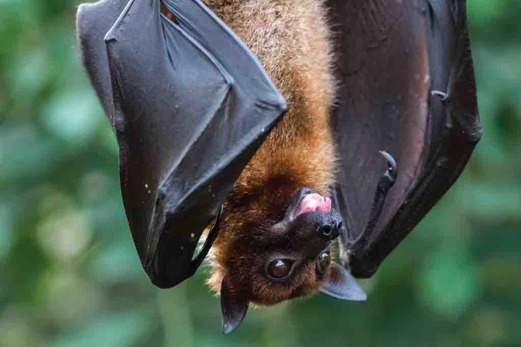 Bats Have an Incredible Story to Tell