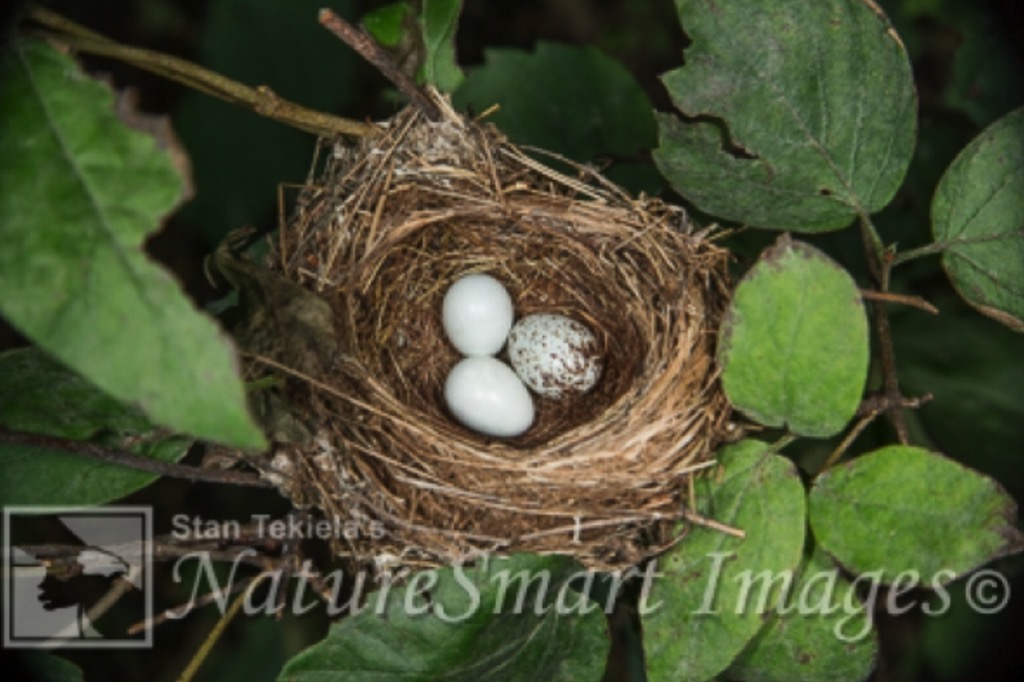Eastern Phoebe nest with Brownheaded Cowbird eggs