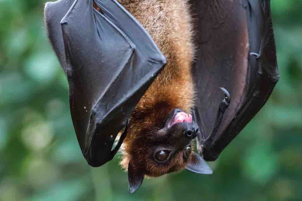 Bat myths