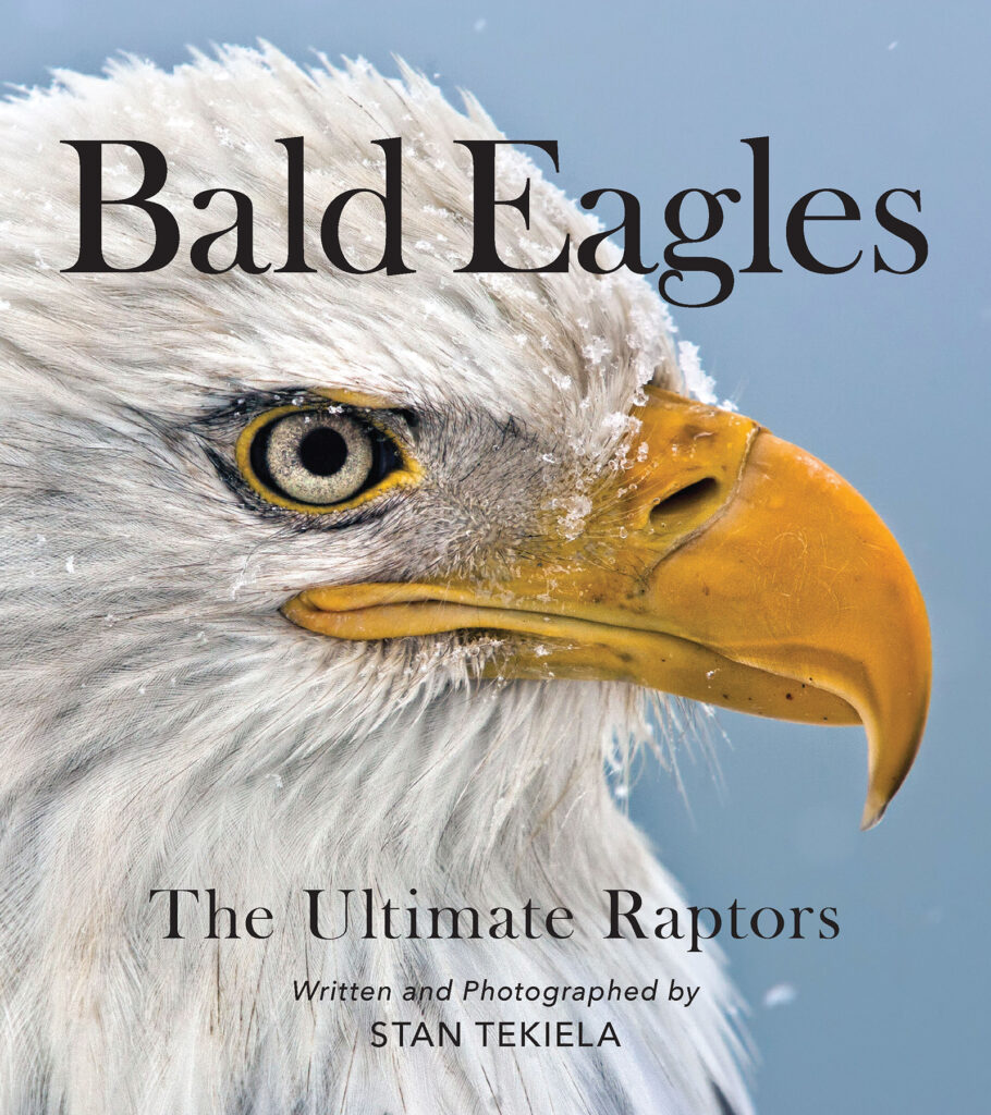 Bald Eagle banner