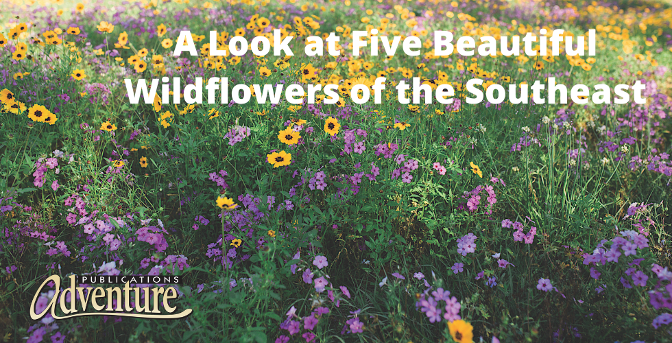 Wildflowers of the Southeast
