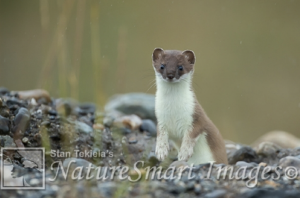 long-tailed weasels