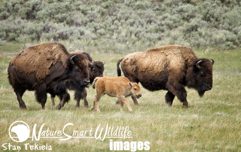 A Bison is not a Buffalo