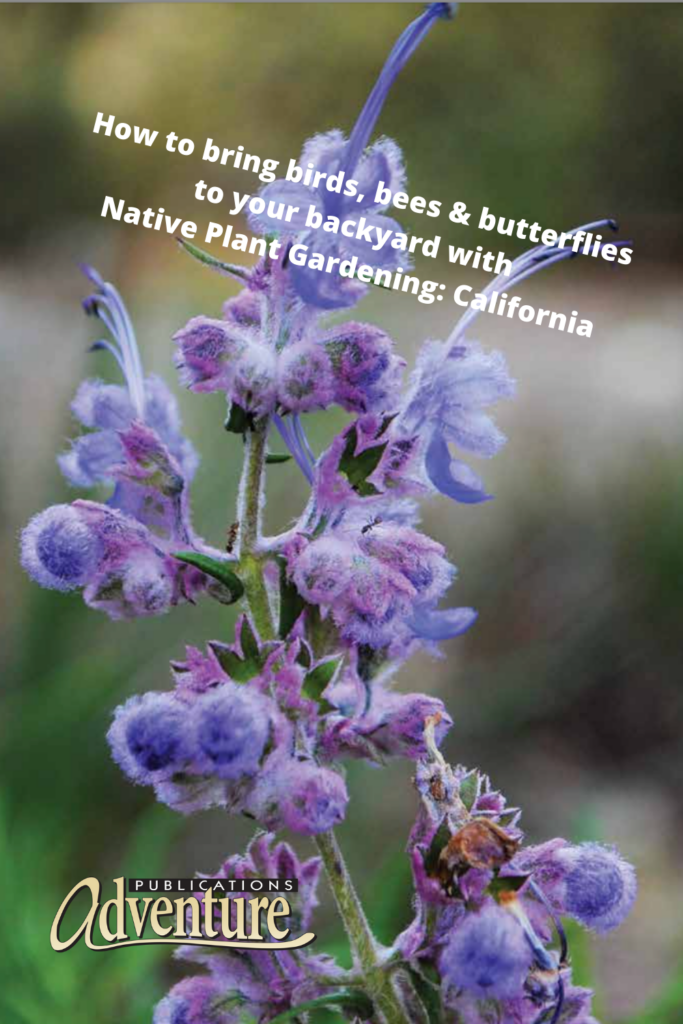 Native Plant Gardening Southern California